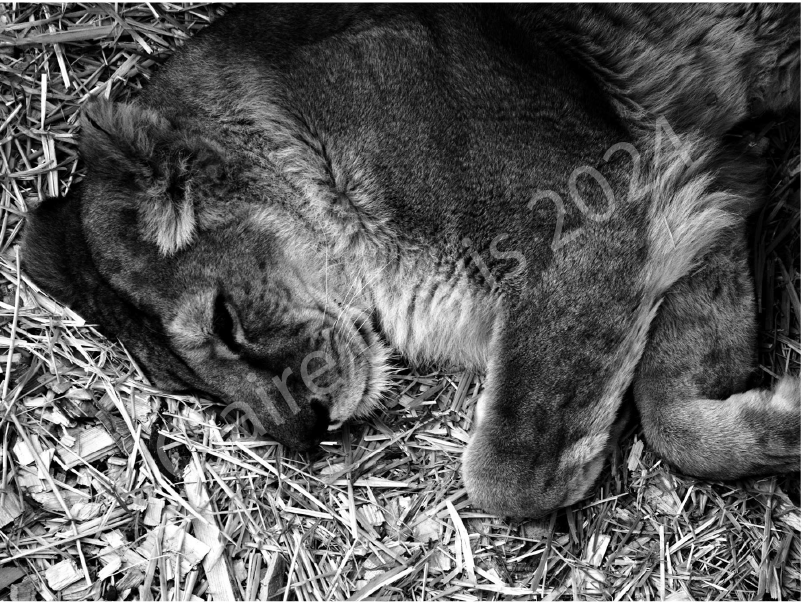 Black and white vinyl art print, King & Queen by Claire Davis, features a lioness on straw; visible watermark; signed edition.