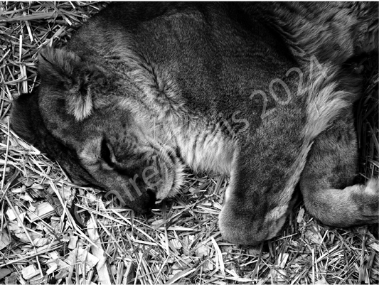 Black and white vinyl art print, King & Queen by Claire Davis, features a lioness on straw; visible watermark; signed edition.