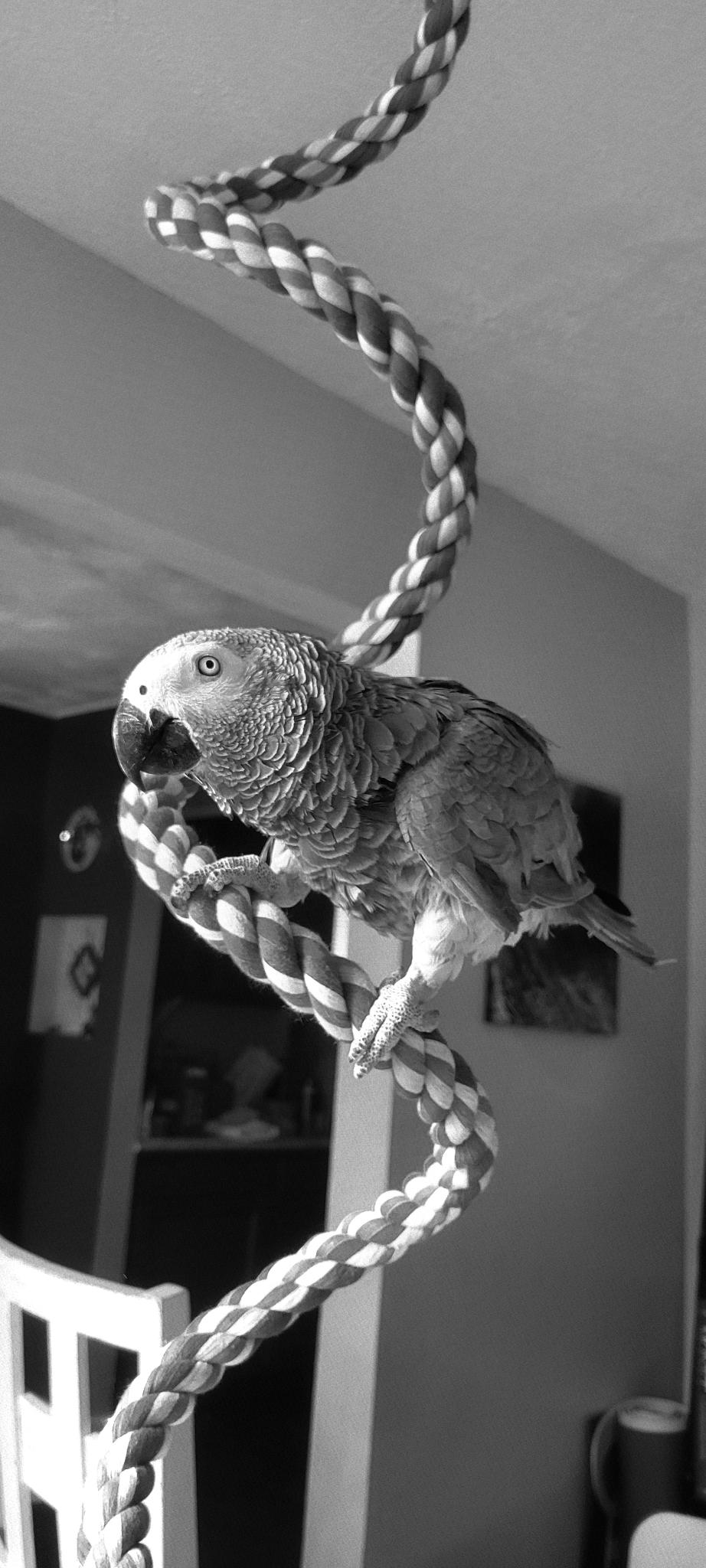 Black and white vinyl wall decal featuring an African Grey parrot on a twisted rope, custom design, adhesive, unique artisan decor.